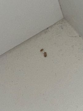 Pest Control