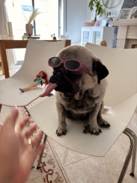 Hotel para Cães