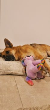 Hotel para Cães