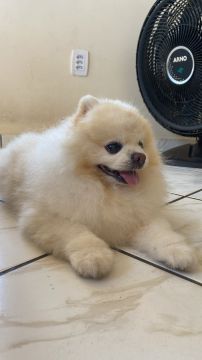Dog Hotel