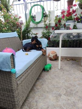 Hotel para Cães