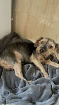 Hotel para Cães