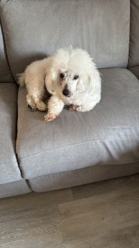 Hotel para Cães