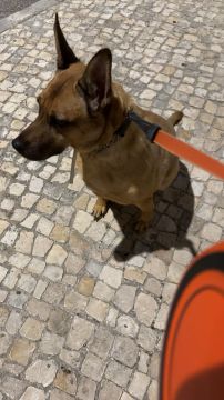 Hotel para Cães
