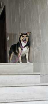 Hotel para Cães