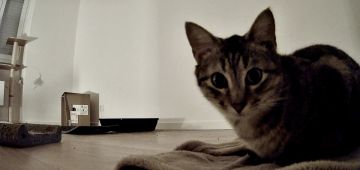 Hôtel pour chats