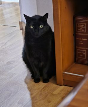 Hotel para Gatos