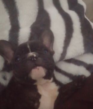 Hotel e Creche para Animais