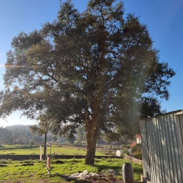 Tree Trimmer