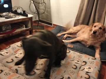 Hotel para Cães