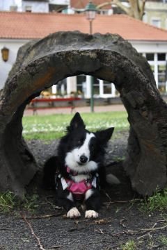 Hotel para Cães