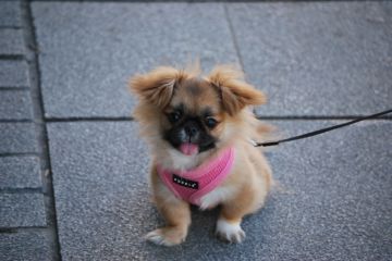 Hotel para Cães