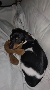 Hotel para Cães