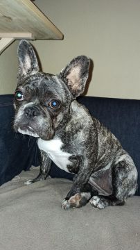 Hotel para Cães - Animais