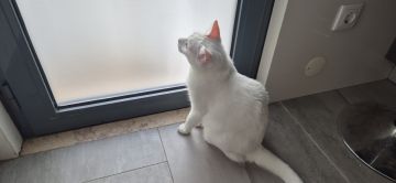 Hospedaje de gatos