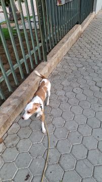 Hotel para Cães