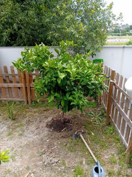 Tree Trimming and Maintenance
