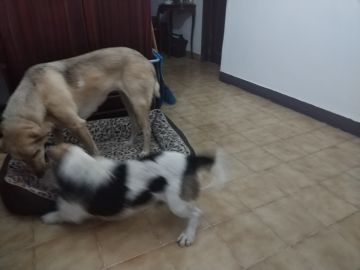 Hotel para Cães