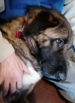 Pension pour chiens