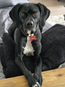 Hotel para Cães