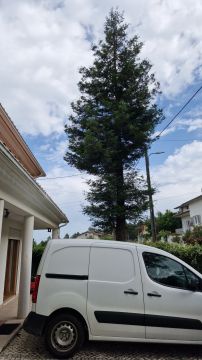 Poda e Manutenção de Árvores