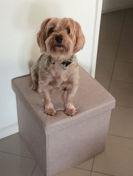 Hotel para Cães