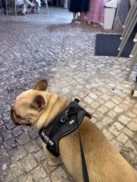 Hotel e Creche para Animais