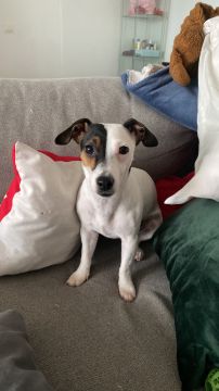 Hotel para Cães