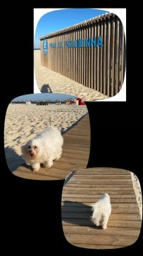 Hotel para Cães