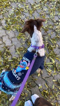 Hotel para Cães