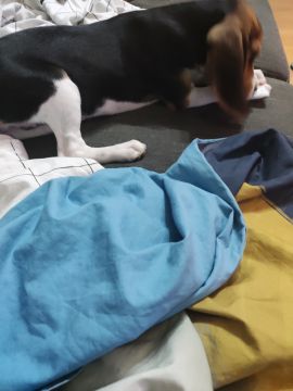 Hotel para Cães