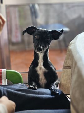Hotel para Cães