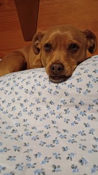 Hotel para Cães