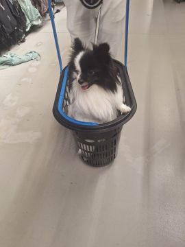 Hotel para Cães
