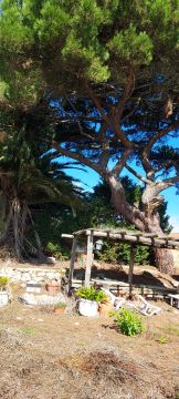 Poda e Manutenção de Árvores - Jardinagem e Relvados