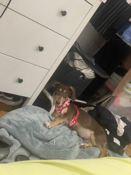 Hotel para Cães