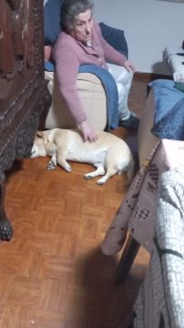 Hotel para Cães