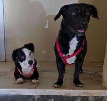 Dog Hotel