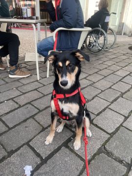 Hotel para Cães