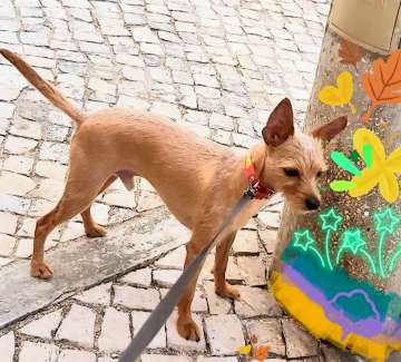 Dog Hotel