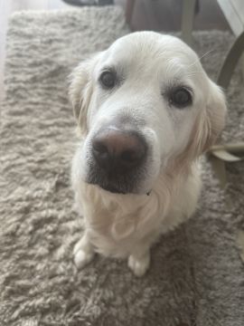 Hotel para Cães