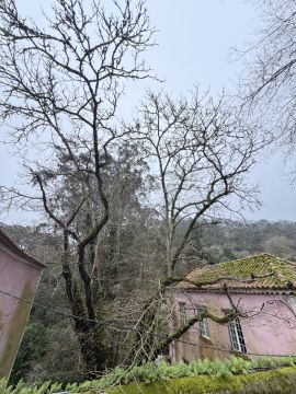 Podador de Árvores - Casa