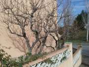 Tree Trimmer