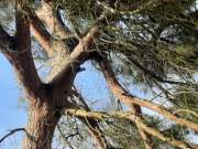 Tree Trimmer