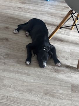 Hotel para Cães