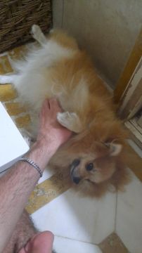 Pension pour chiens