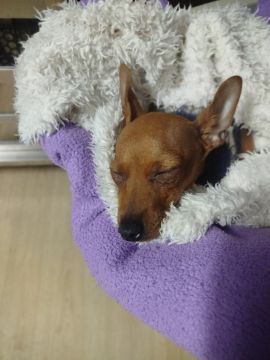 Hotel para Cães