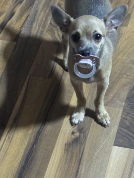 Dog Hotel