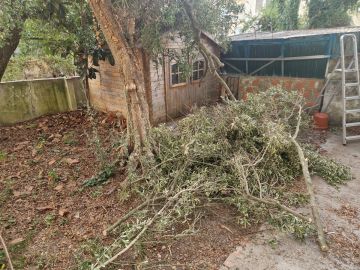 Poda e Manutenção de Árvores - Jardinagem e Relvados