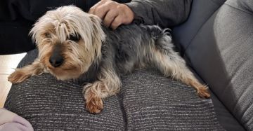 Dog Hotel